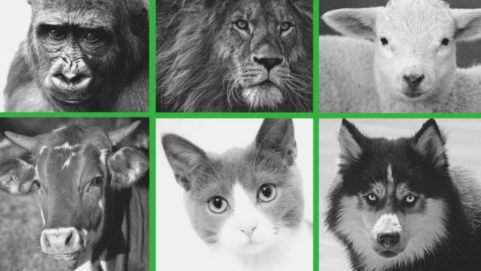 Animales. Fotos: pixabay Quienes defienden que los animales sí tienen estatus moral, como los humanos, rechazan su discriminación por especie.