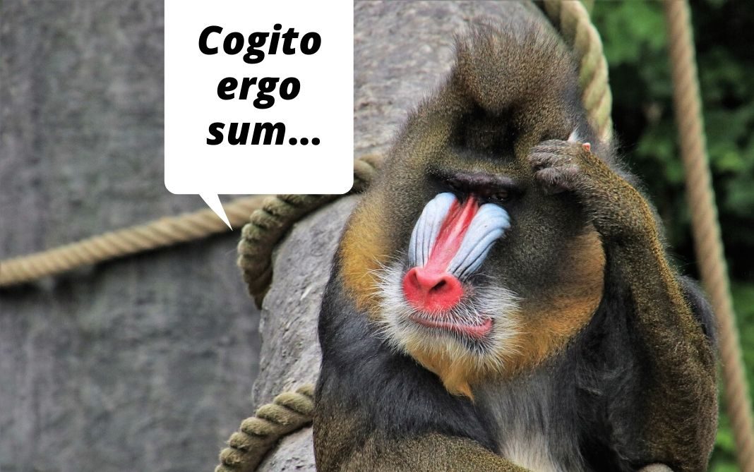 Cogito ergo sum... o algo así