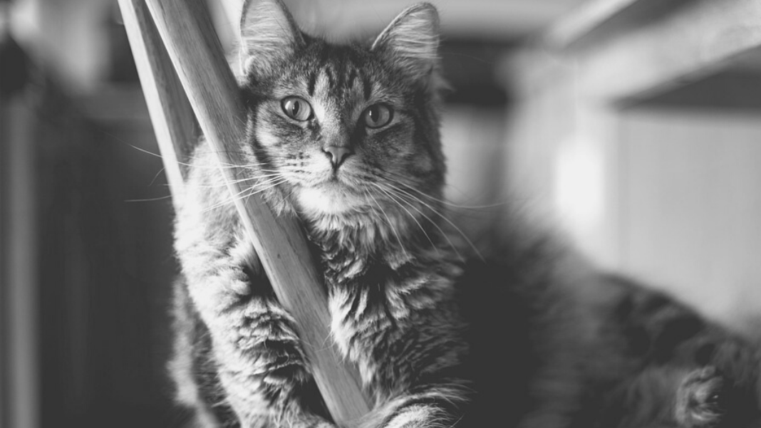 Filosofía de gatos Los gatos solo siguen su naturaleza, por lo general calmada pero atenta. Pasan su tiempo instalados en una apacible tranquilidad, estado en el que cifran su presente y su bienestar. Imagen original en color de karishea (pixabay).